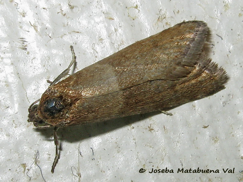 Micro da id. 3: Tortricodes alternella - Tortricidae